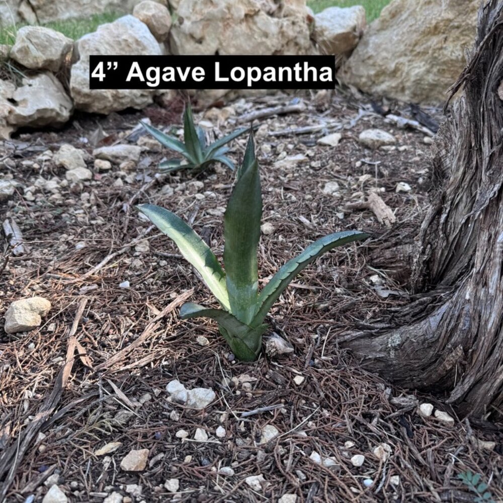 Agave Lopantha - Picture 2 of 6